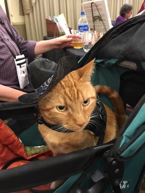 are orange tabby cats male